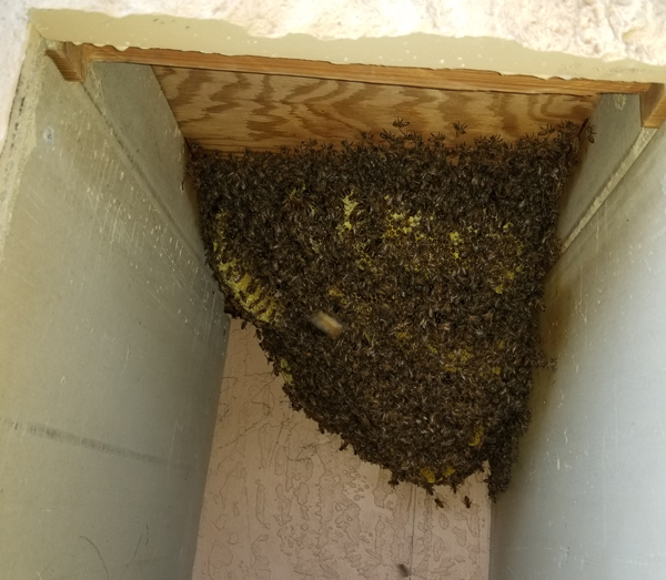 Control Bee Infestations