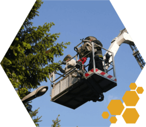 Bee relocation specialists removing a hive from a tall tree.