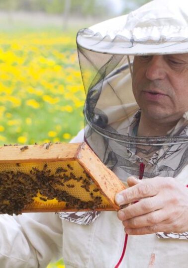 Professional live bee removal team safely relocating a hive.
